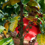 vc_gallery_0023_viet_cafe_coffee_picking